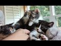 all sold 6 week old maine coon x dsh kittens july 31 2023