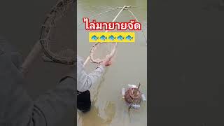 ไล่มายายจัด....🐟🐟🐟 #ทรัพย์สินถิ่นอีสาน #ยกสะดุ้ง #ยกยอ