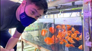 LIOW VIDEO: At THAT AQUARIUM 买兰寿金鱼