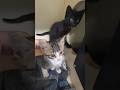 3 very vocal kittens