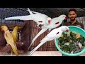 Yellow Alexander Raw, Green Raw Parrot 500 Chicks, Parrot Breeding Farm how to train parrots to talk