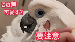 【このお鳥様ヤバい】寝る前のお喋りが癒し過ぎる　✨ Healing before going to bed ✨