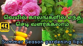 வெயில் காலங்களில் எந்த செடி வளர்க்கலாம் l summer ல உருப்படியாக என்ன செய்யலாம் l செடிகள் பராமரிப்பு