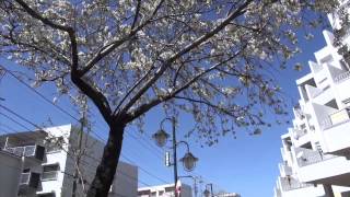 2013 桜だより vol.1 横浜市青葉区桜台