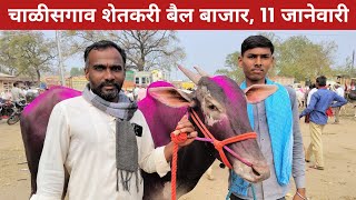 🛑Live चाळीसगांव फक्त शेतकऱ्यांच्या बैलजोड्यांचा व्हिडिओ 😍 11 जानेवारी 2025 🥰 Chalisgaon bail bazar 🤩