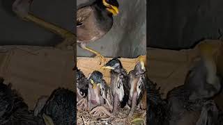 Mother Myna’s Meal Delivery to Her Babies