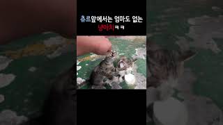 츄르앞에서는 어미도 없는 냥아치ㅋㅋ #고양이 츄르 주기 #고양이 츄르 반응 #길고양이 #냥아치