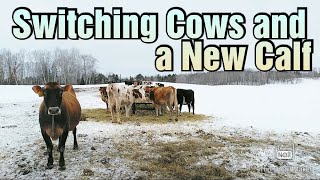 Making room for new Mamas/Dry Cows and Fresh Cows/Compete Breeding/First 2020 Heifer Calf