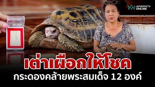 เต่าเผือก กระดองคล้ายฐานพระสมเด็จ 12 องค์ เชื่อมาให้โชคลาภ | อมรินทร์อัปเดต