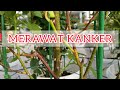 Merawat Kanker Pokok Bunga Ros