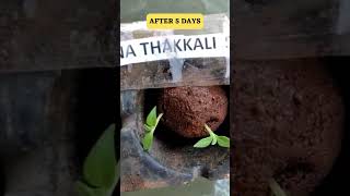 EASY AND FAST GROWING SEED BALL METHOD FOR  SOLANUM NIGRUM  SUKKUTI KEERAI  MANATHAKKALI  #Shorts