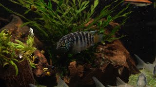 Zebra-Acara - Nannacara Adoketa