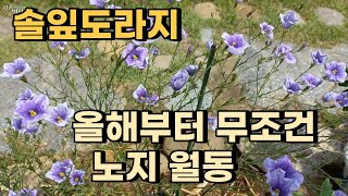 솔잎도라지 위에 무성한 가지들은 버리고 밑둥치만 잘 관리하면 노지 월동 한다