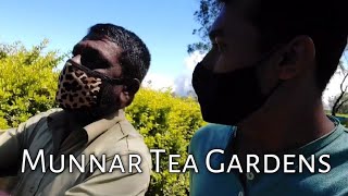 Munnar Tea Gardens | Anachal To Munnar Only ₹24 | Ripple Tea Farm