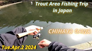 CHIHAYA GAWA Apr.2 2024 / Trout Area Fishing Trip in Japan