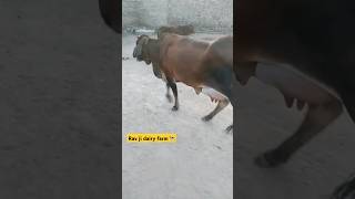 गिर साहीवाल क्रॉस ब्रीड 🔥🐄