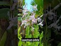 Dendrobium lepporinum jailolo anggrek makin langka #anggrek #dendrobium #orchid #plants #shortvideo