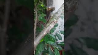 grafting of champa(plumeria) #ytshorts #plumeria #grafting #champa #grownfeel #terracegardening