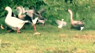 鴨鵝聽到｢慘叫｣如驚弓之鳥逃竄 Ducks and geese heard \