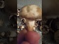 wiesenchampignon