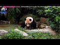 20180101 團團泡澡嚕背的freestyle the giant panda tuan tuan