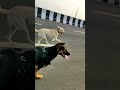 Labrador dog & German shepherd Dog Running