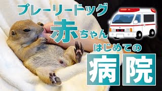 Baby prairie dog goes to the hospital for the first time.