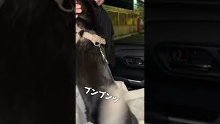 大好きなパパのお迎えに大興奮の豆柴🐕🤍┈┈┈┈┈┈┈┈┈┈┈┈┈┈┈┈┈┈よかったらチャンネル登録もお願いします◡̈𖧡#犬のいる暮らし#柴犬#豆柴 #黒柴 #豆柴はるの成長記