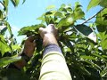 🍒 very fast cherry picker in australia🍒