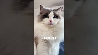 小猫希望一直陪伴着你#治愈猫咪 #它真的好像个小宝宝 #谁不为小猫咪着迷呢