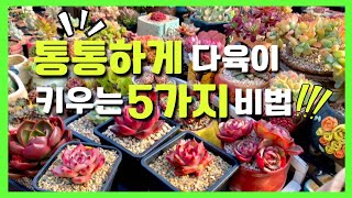 | 다육이키우기 | 짧고 통통하게 키우려면 5가지 관리법| 무름병없이 잘키우기 Korea succulent 🌺🌺