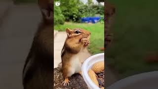 silent eating and don't disturb,like and sub for his cuteness #shorts #entertainment