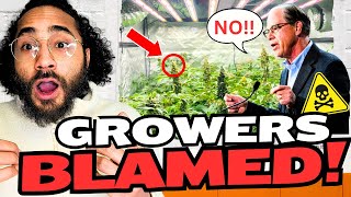 Home Growers Are Being BLAMED for FAILING Cannabis Markets! 😳🤯