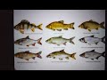 Carp Fishing -  audio guide to catching grass , koi , common , silver , bighead and mirror carp fish