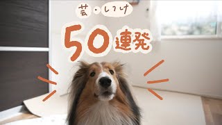 2歳までに覚えた50の芸🐶