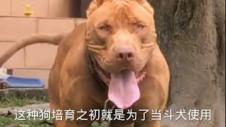 国产最强猛犬藏獒对战美国比特犬，越战越勇比特连连败退