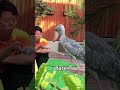 “the “living fossil “shoebill.” shorts foryou animals fyp youtubeshorts