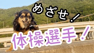 【めざせ！体操選手】チワワの福ちゃんはとっても運動能力が高いのです！【Chihuahua \u0026 Bernese Mountain Dog】