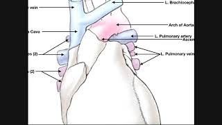 Heart Anatomy | Great Vessels of the Heart [Vessels @ 4:17]