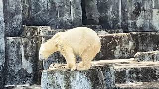 飼育員さん見ると反応するしろくまバリーバ🌈とべ動物園2020年9月