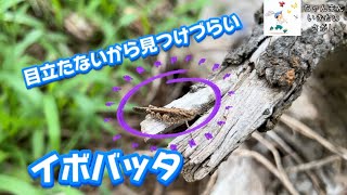 【発見！】見つけづらいけど、カッコいいイボバッタに遭遇！#昆虫 #昆虫採集 #イボバッタ