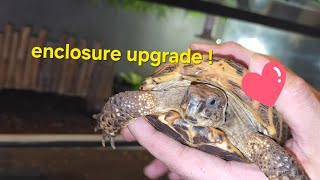 Testudo horsfieldi 🐢 ][ Enclosure upgrade 💯 ][ Russian 4 toe tortoise❣️ ][