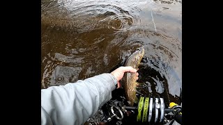 Fly Fishing (Euro & Dry) the Mersey River, Tasmania