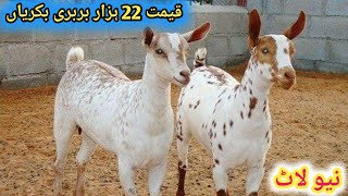 بربری بکریاں پیور ٹیڈی بکریاں ایک سال پال کر لاکھوں کمائیں 03368056786.teddy barberry goats