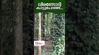 നാടിനെ ഭീതിയിലാഴ്‌ത്തിയ നിമിഷങ്ങള്‍, മയക്കുവെടിയേറ്റ കാട്ടുപോത്ത് വിരണ്ടോടി | WILD BUFFALLO