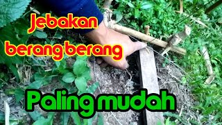 Cara menjebak berang berang atau regul