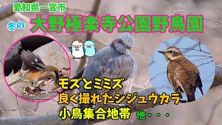 大野野鳥園　小鳥が沢山いた暖かい日の冬の公園で野鳥観察