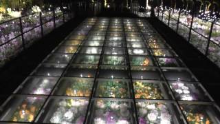 #LAGUNA TEN BOSCH FLOWER LAGOON Flower Illumination 2017.1.2