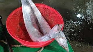 大帶魚 大家買不下去 No one want to buy huge hairtail fish, 明發定置漁場, #freshseafood #fishing 8