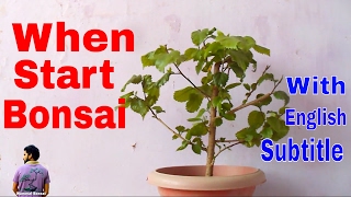 बोन्साई कब और कैसे शुरू करे /How to Start Bonsai Tree /Bonsai Tips -28th May 2017/ Mammal Bonsai बोन्साई कब और कैसे शुरू करे /How to Start Bonsai Tree /Bonsai Tips -28th May 2017/ Mammal Bonsai